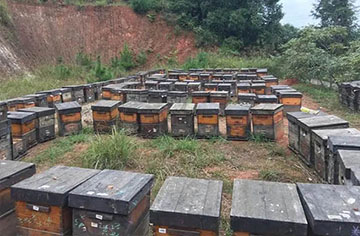 Beekeeping Technical Guidance for Beginners